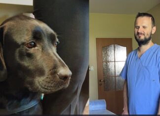 Niewidomy masażysta z Wrocławia szukał ratunku dla psa. Na jego apel zareagowało tysiące osób!