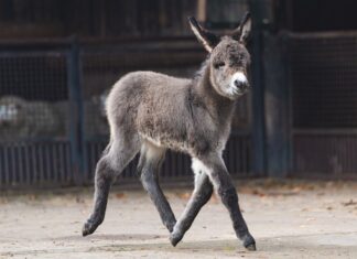 ZOO Wrocław szuka imienia dla małego osiołka. Pomożecie?