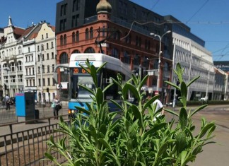 Wrocławskie przystanki pełne roślin!