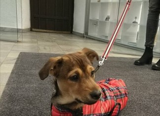 Muzeum Architektury pierwszym wrocławskim muzeum przyjaznym zwierzętom – pets welcome!