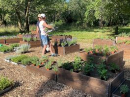 W Parku Skowronim we Wrocławiu powstał ogród ziołowy!