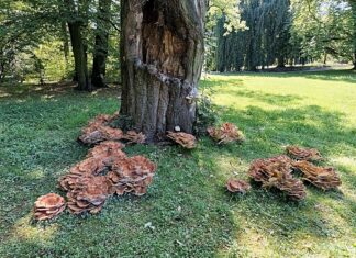 Wrocław: Flagowiec Olbrzymi wyrósł w Parku Szczytnickim – to piękny i olbrzymi grzyb!