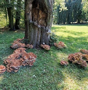 Wrocław: Flagowiec Olbrzymi wyrósł w Parku Szczytnickim – to piękny i olbrzymi grzyb!
