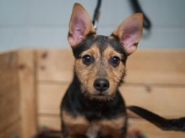 W tych gabinetach bezpłatnie wykastrujesz i zaczipujesz swojego psa lub kota w ramach miejskiego programu