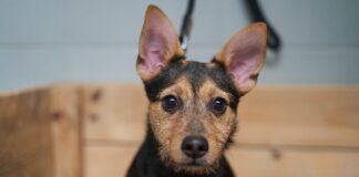 W tych gabinetach bezpłatnie wykastrujesz i zaczipujesz swojego psa lub kota w ramach miejskiego programu