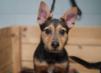 W tych gabinetach bezpłatnie wykastrujesz i zaczipujesz swojego psa lub kota w ramach miejskiego programu