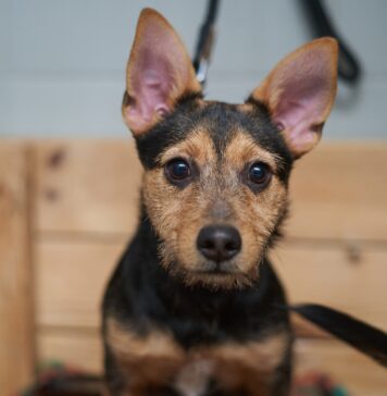 W tych gabinetach bezpłatnie wykastrujesz i zaczipujesz swojego psa lub kota w ramach miejskiego programu