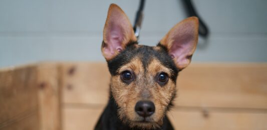 W tych gabinetach bezpłatnie wykastrujesz i zaczipujesz swojego psa lub kota w ramach miejskiego programu