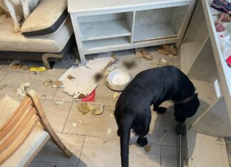 4 skrajnie zaniedbane psy i jeden martwy odnalezione w mieszkaniu 29-latka z Wrocławia