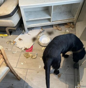 4 skrajnie zaniedbane psy i jeden martwy odnalezione w mieszkaniu 29-latka z Wrocławia