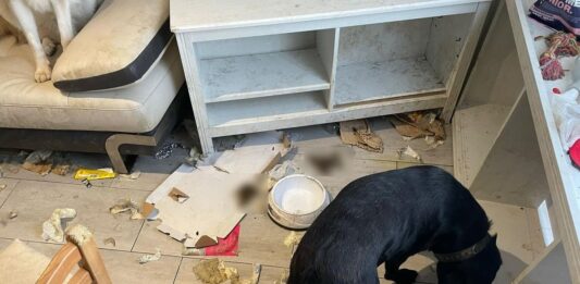 4 skrajnie zaniedbane psy i jeden martwy odnalezione w mieszkaniu 29-latka z Wrocławia