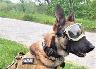 Czworonożny funkcjonariusz Lonar odnalazł 88-latkę, która błąkała się po mieście