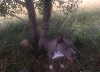 Dolnośląska policja uratowała psa, którego właściciel przywiązał do drzewa w lesie