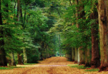 Wrocławskie historie: Park Grabiszyński – od starych cmentarzy do miejskiej atrakcji