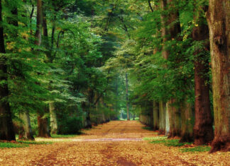 Wrocławskie historie: Park Grabiszyński – od starych cmentarzy do miejskiej atrakcji