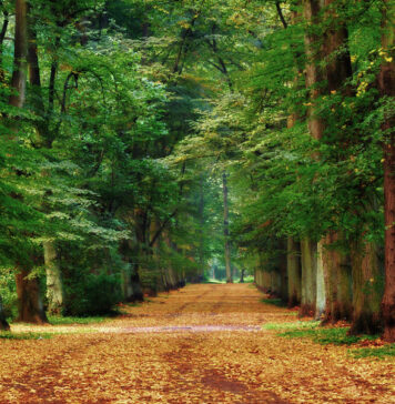 Wrocławskie historie: Park Grabiszyński – od starych cmentarzy do miejskiej atrakcji