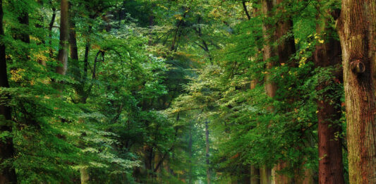 Wrocławskie historie: Park Grabiszyński – od starych cmentarzy do miejskiej atrakcji