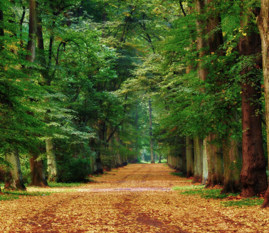 Wrocławskie historie: Park Grabiszyński – od starych cmentarzy do miejskiej atrakcji