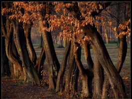 Park Skowroni – doskonałe miejsce dla biegaczy we Wrocławiu