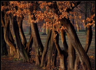 Park Skowroni – doskonałe miejsce dla biegaczy we Wrocławiu