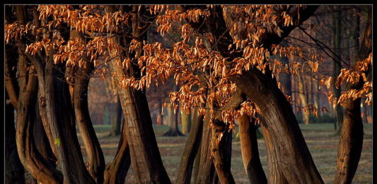 Park Skowroni – doskonałe miejsce dla biegaczy we Wrocławiu