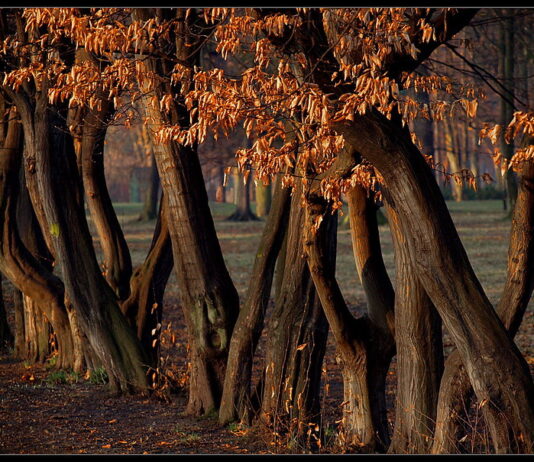 Park Skowroni – doskonałe miejsce dla biegaczy we Wrocławiu