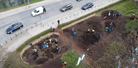 Pierwszy las kieszonkowy w centrum Wrocławia już posadzony!