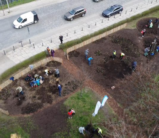 Pierwszy las kieszonkowy w centrum Wrocławia już posadzony!
