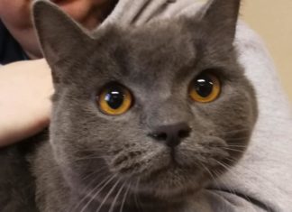 Wrocek już oficjalnie zamieszkał we wrocławskim Ratuszu