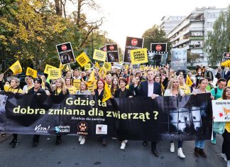 Dzień Bez Futra we Wrocławiu