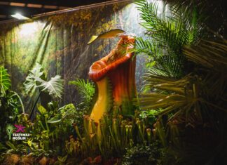 Wrocław: Wystawa roślin mięsożernych na Tarczyński Arena