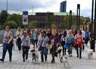 W niedzielę we Wrocławiu odbędzie się parada psów wrocławskich i psi piknik
