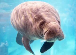 Mieszkańcy wrocławskiego zoo: Poznajcie manaty karaibskie