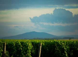 Weekend w okolicy Wrocławia: Kąty Wrocławskie – przyroda, zabytki i lokalne wino!