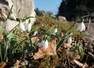 Zimowe Weekendy w Ogrodzie Botanicznym