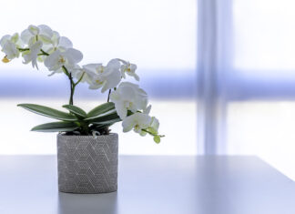 Magnolia Park wręczy pół tysiąca kwiatów przed Dniem Kobiet