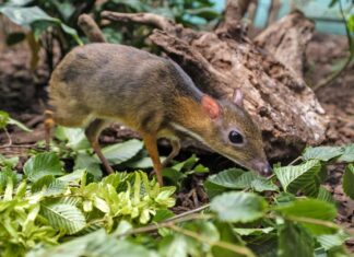 We wrocławskim ZOO urodził się myszojeleń. Pracownikom udało się uwiecznić jego narodziny!