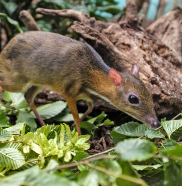 We wrocławskim ZOO urodził się myszojeleń. Pracownikom udało się uwiecznić jego narodziny!