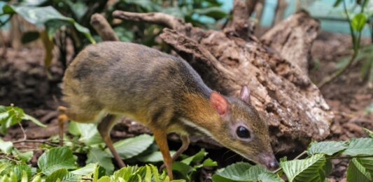 We wrocławskim ZOO urodził się myszojeleń. Pracownikom udało się uwiecznić jego narodziny!