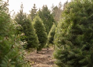 Tu oddasz lub wymienisz po Świętach choinkę – nie wyrzucaj!