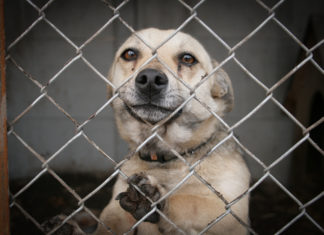 Wrocławski deweloper buduje domy dla psów w ramach świątecznej akcji!