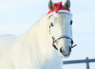 Mikołaj z Partynic przyjedzie konno na wrocławski Rynek!