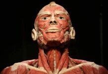 BODY WORLDS we Wrocławiu – To wystawa o życiu i zdrowiu, którą trzeba zobaczyć!