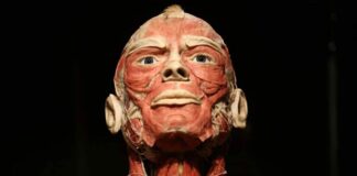 BODY WORLDS we Wrocławiu – To wystawa o życiu i zdrowiu, którą trzeba zobaczyć!