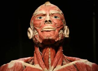 BODY WORLDS we Wrocławiu – To wystawa o życiu i zdrowiu, którą trzeba zobaczyć!