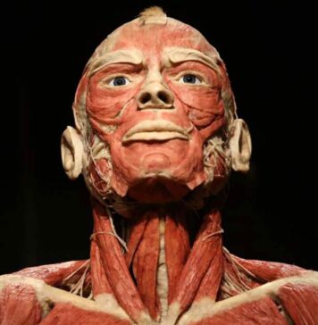 BODY WORLDS we Wrocławiu – To wystawa o życiu i zdrowiu, którą trzeba zobaczyć!