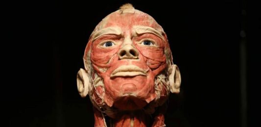 BODY WORLDS we Wrocławiu – To wystawa o życiu i zdrowiu, którą trzeba zobaczyć!