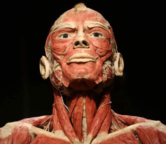 BODY WORLDS we Wrocławiu – To wystawa o życiu i zdrowiu, którą trzeba zobaczyć!