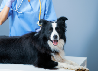 We Wrocławiu rusza program darmowej sterylizacji psów