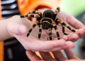 Niezwykła wystawa pająków i skorpionów w Sky Tower!